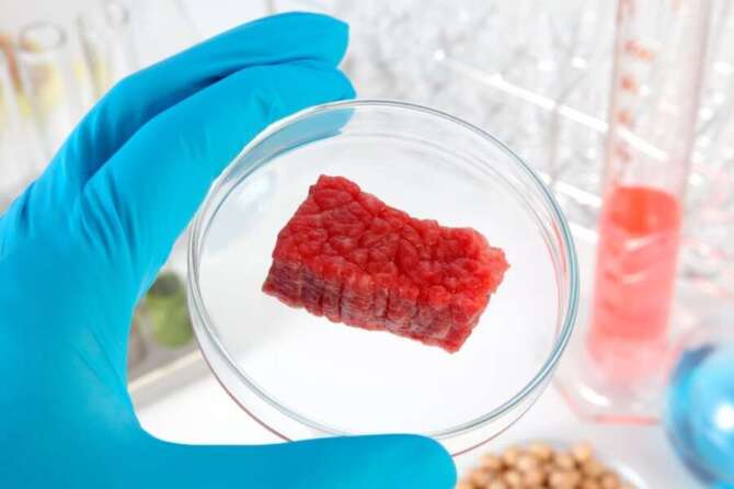 Cos’è la carne “sintetica”, il surreale dibattito in Italia tra pro e contro