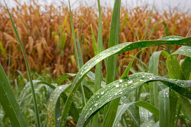 Quando arriverà il caldo? Perché l’estate è in ritardo: all’improvviso saliranno le temperature