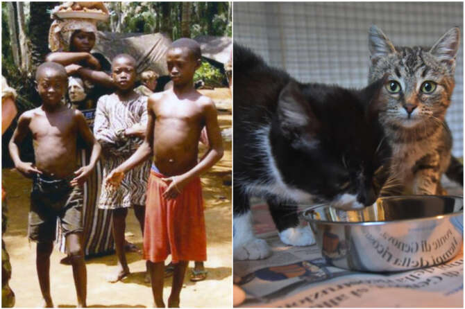 Sfamare i gattini ci costa più degli aiuti all’Africa…