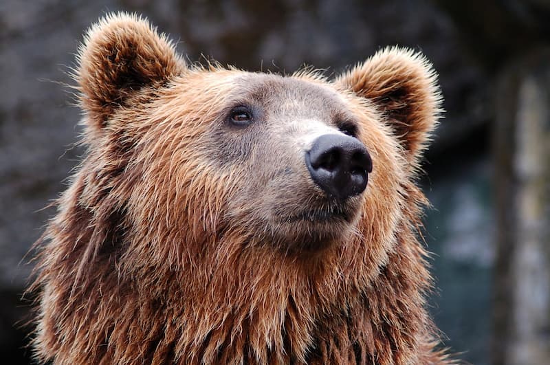 Trovata morta l’orsa F36, insorgono gli animalisti: “Bracconaggio, la politica è faunicida”