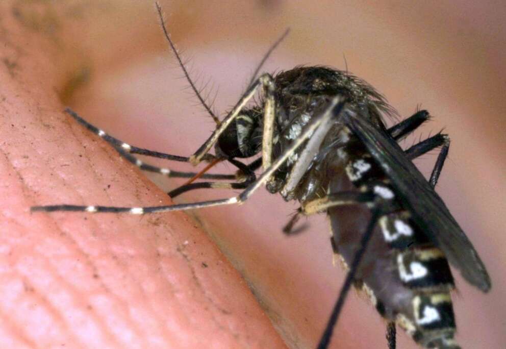 Dopo le piogge arrivano le zanzare, l’allarme dell’ Ecdc: pericolose per malattie come febbre del Nilo