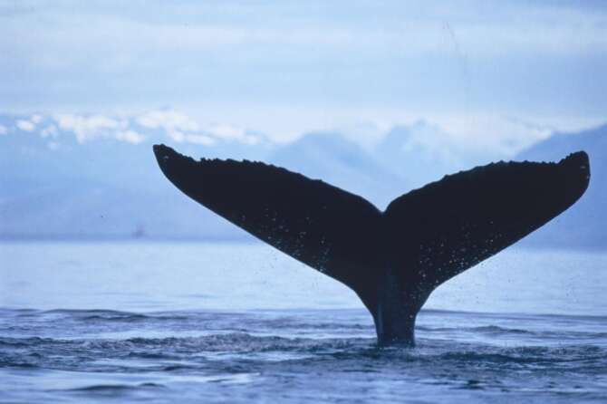 Il mistero del capodoglio trovato morto alle Canarie, nella pancia nascondeva un tesoro da 500mila euro