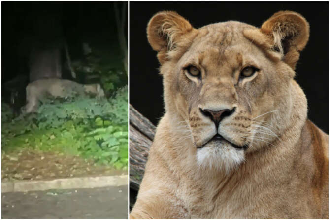 “Leonessa in libertà, restate in casa”: l’appello della polizia e la caccia all’animale selvatico in Germania