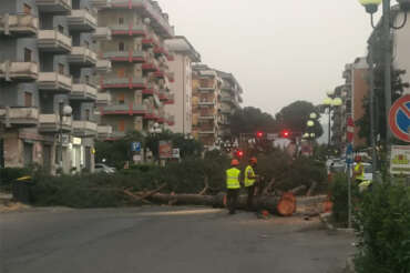 Rende, abbattuti alberi in città: scatta la polemica