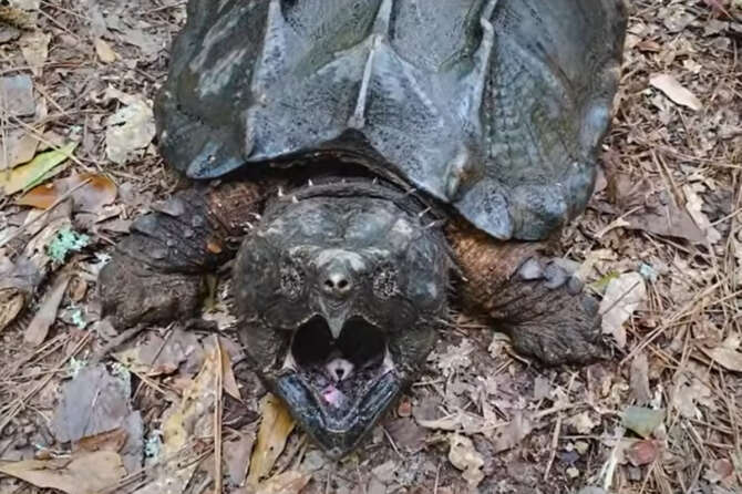 Cos’è la testuggine alligatore, la tartaruga aggressiva abbandonata nel torinese: “Morso più potente del leone e dello squalo”