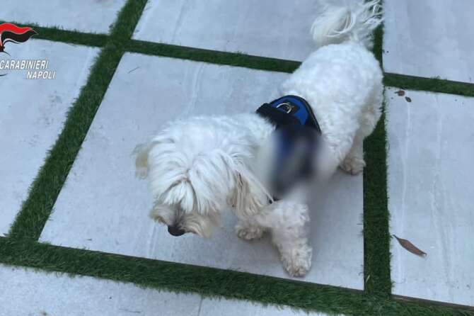 Latitante tradito dal cane: il barboncino Lapo porta all’arresto del boss ricercato