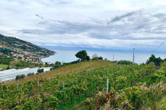 Liguria di Ponente, alla scoperta delle “Vite in Riviera”: Pigato, Vermentino, Rossese