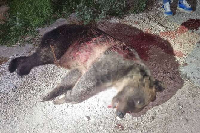 Orsa Amarena, l’uomo che ha sparato e ucciso: “Non vivo più, tutta la mia famiglia alla gogna”