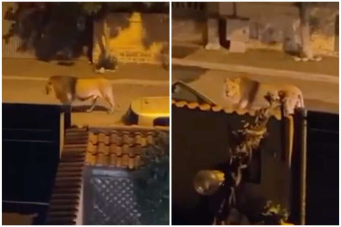 Ladispoli: leone fuggito da un circo