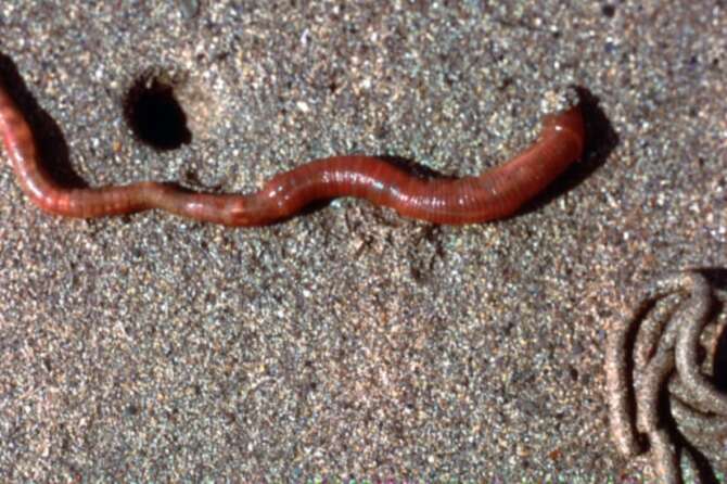 Verme della sabbia: cos’è e cosa può curare