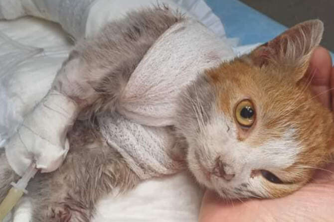 Gatto scuoiato vivo: la drammatica storia di Leone