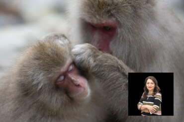 Virus B delle scimmie, i sintomi e come si trasmette: “Inutile fare allarmismo”