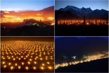 Una distesa di candele antigelo nei vigneti di Bolzano, effetti di maggio 2019. Foto da twitter