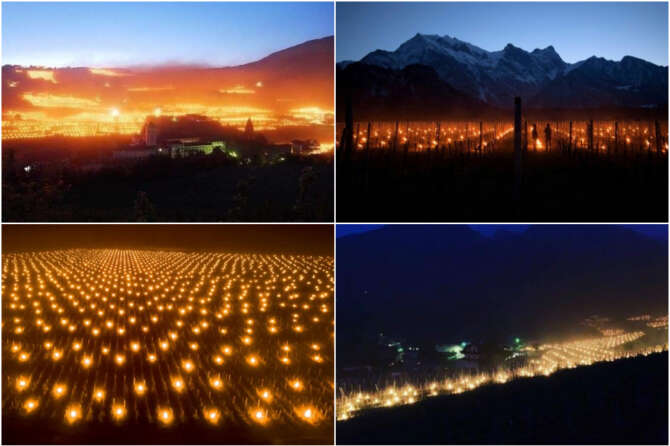 Una distesa di candele antigelo nei vigneti di Bolzano, effetti di maggio 2019. Foto da twitter