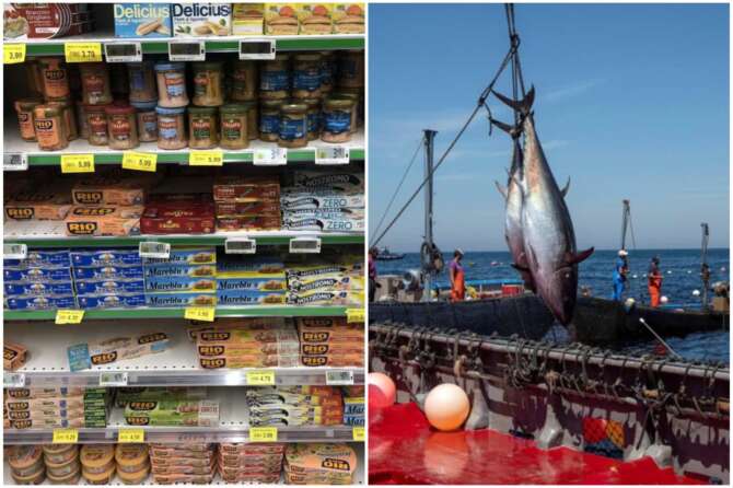 Come scegliere il miglior tonno in scatola: quali sono le zone Fao con il mare meno inquinato