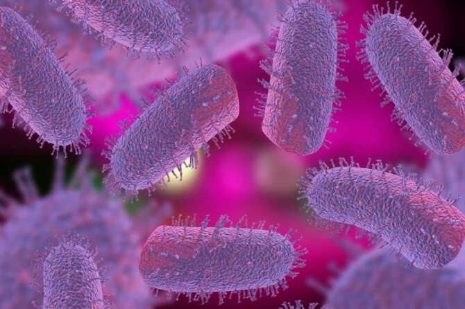 Cos’è Mpox, il vaiolo delle scimmie: sintomi, come si trasmette e i casi in Italia