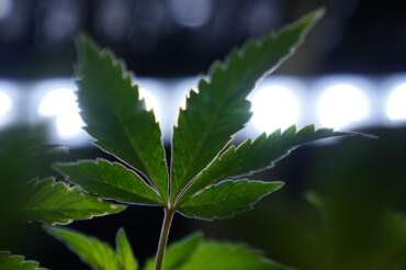 Cannabis light vietata, il regalo di Meloni alle mafie