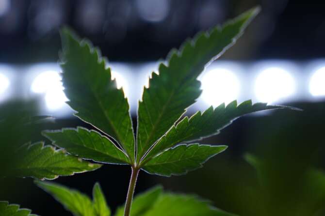 Cannabis light vietata, il regalo di Meloni alle mafie