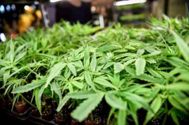 Foto LaPresse/ Claudio Furlan 03 Maggio 2019, Milano, Italia Cronaca Hemp festival Cannabis Expo presso gli East End Studios di Via Mecenate Nella foto: gli espositori Photo LaPresse/ Claudio Furlan May 3rd 2019 Milan, Italy News Hemp Fest Internatinal Cannabis Expo Milan