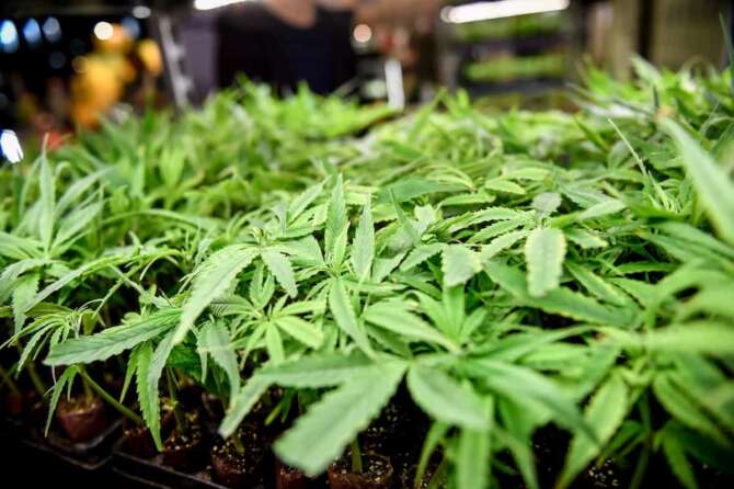 Foto LaPresse/ Claudio Furlan 03 Maggio 2019, Milano, Italia Cronaca Hemp festival Cannabis Expo presso gli East End Studios di Via Mecenate Nella foto: gli espositori Photo LaPresse/ Claudio Furlan May 3rd 2019 Milan, Italy News Hemp Fest Internatinal Cannabis Expo Milan