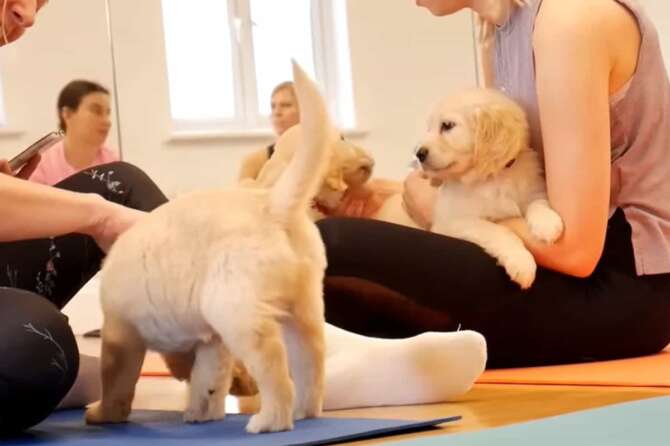 FOTO DA YOUTUBE (PETS YOGA)