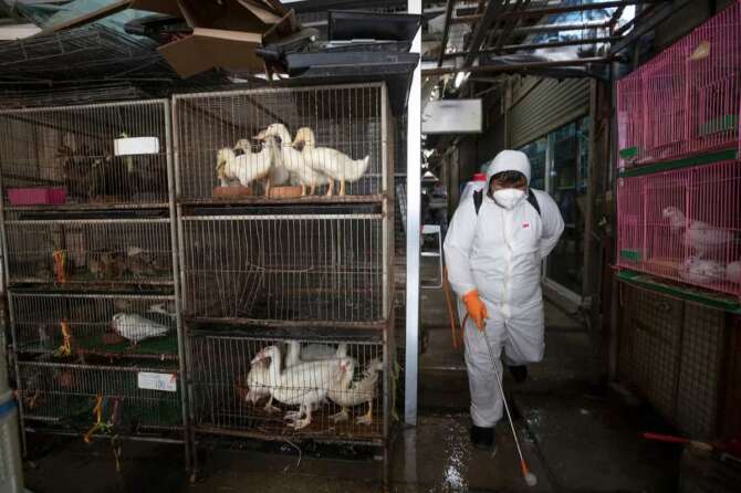 A worker sprays disinfectant as a precaution against the new coronavirus at Chatuchak Market in Bangkok, Thailand, Friday, March 20, 2020. For most people, the new coronavirus causes only mild or moderate symptoms. For some it can cause more severe illness. (AP Photo/Sakchai Lalit)
