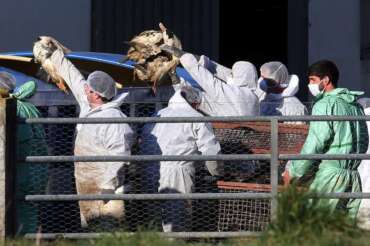 Influenza aviaria: cos’è e come si trasmette, in Messico morto primo caso umano al mondo da virus H5N2