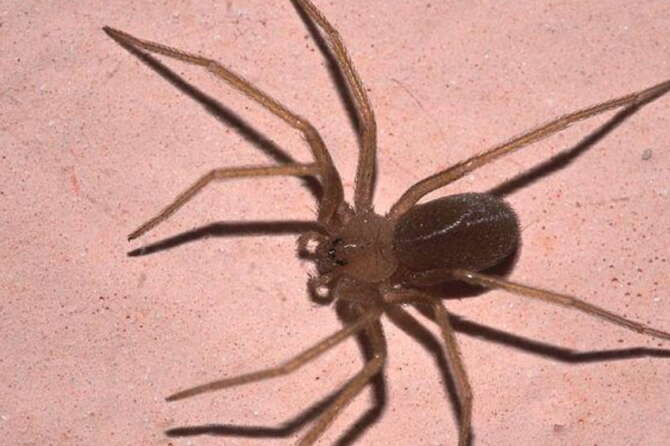Dove vive il Ragno Violino e come riconoscerlo: quali sono le sue dimensioni e perché il morso è pericoloso. Cosa fare e qual è la cura