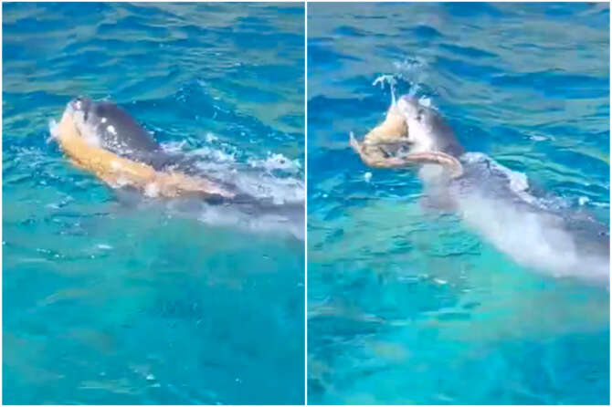 Fonte screen video Proloco Comune di Ischia