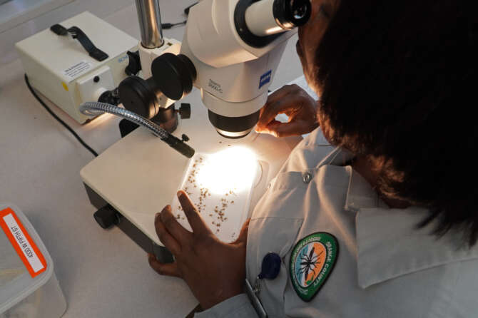 A lab worker examines trapped mosquitoes for signs of West Nile Virus and other diseases at the Orange County Mosquito and Vector Control District laboratory in Garden Grove, Calif., on June 27, 2023. A drone is the latest technology deployed by the district to attack mosquitoes developing in marshes, wetlands, large ponds and parks. Mosquitoes grow into larvae from eggs laid in water, making proliferation of the biting bugs a major concern after California’s extraordinarily rainy winter. (AP Photo/Eugene Garcia)