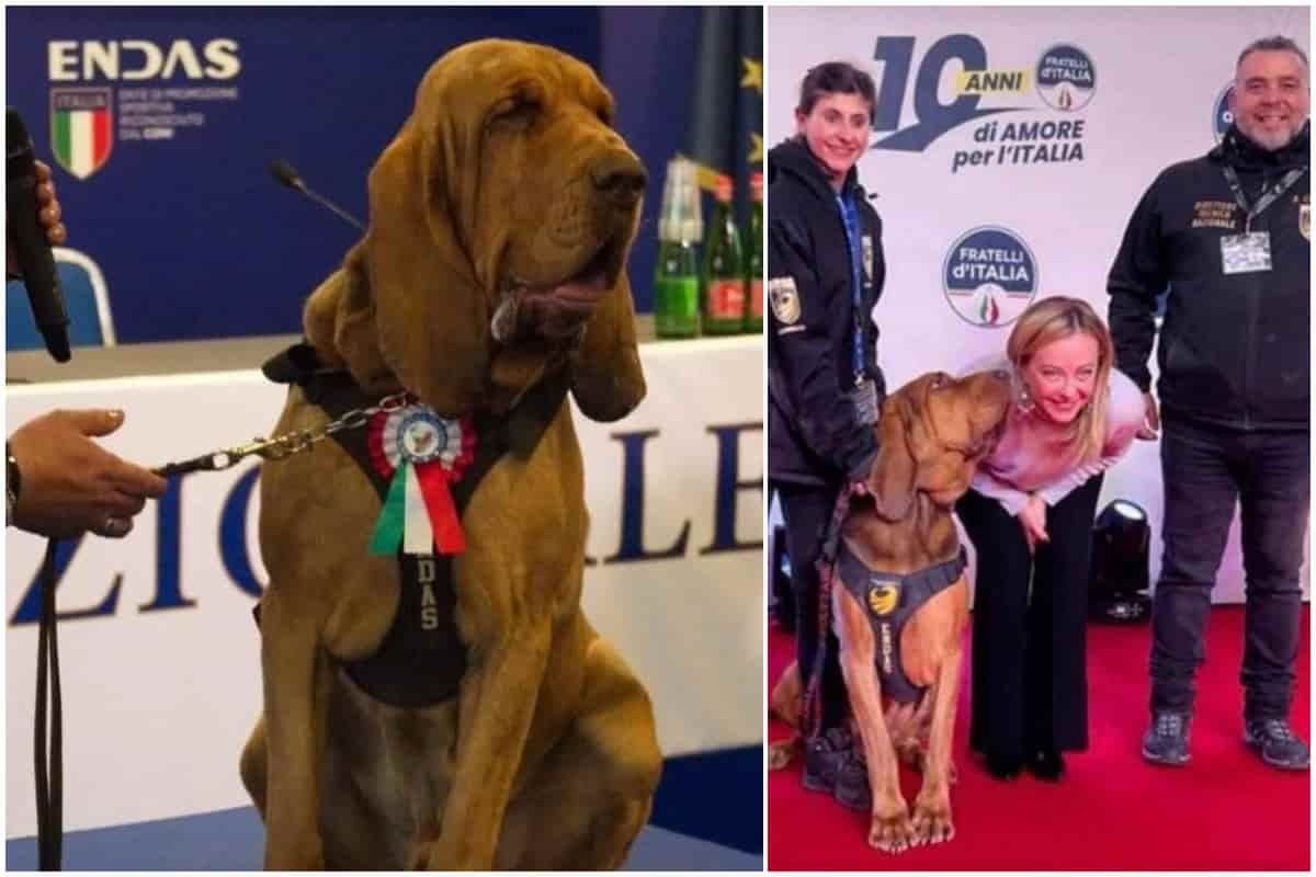 Il cane molecolare Bruno avvelenato