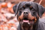 Lavinio, due bambini azzannati dal rottweiler della nonna