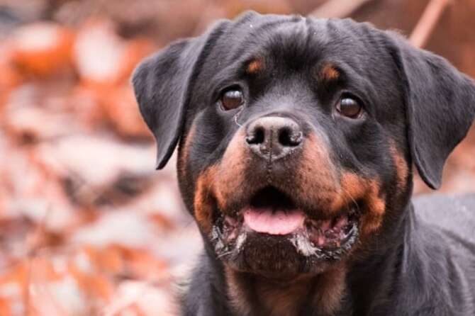 Lavinio, due bambini azzannati dal rottweiler della nonna