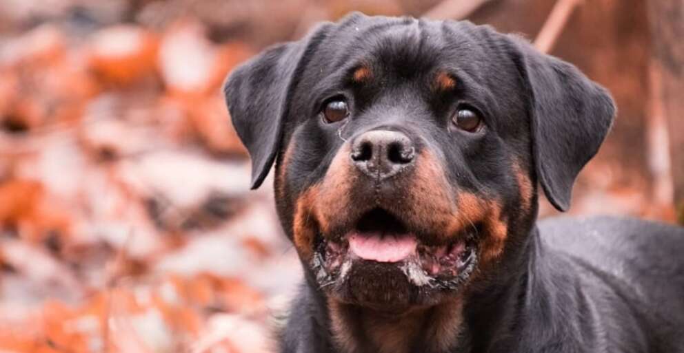 Lavinio, due bambini azzannati dal rottweiler della nonna