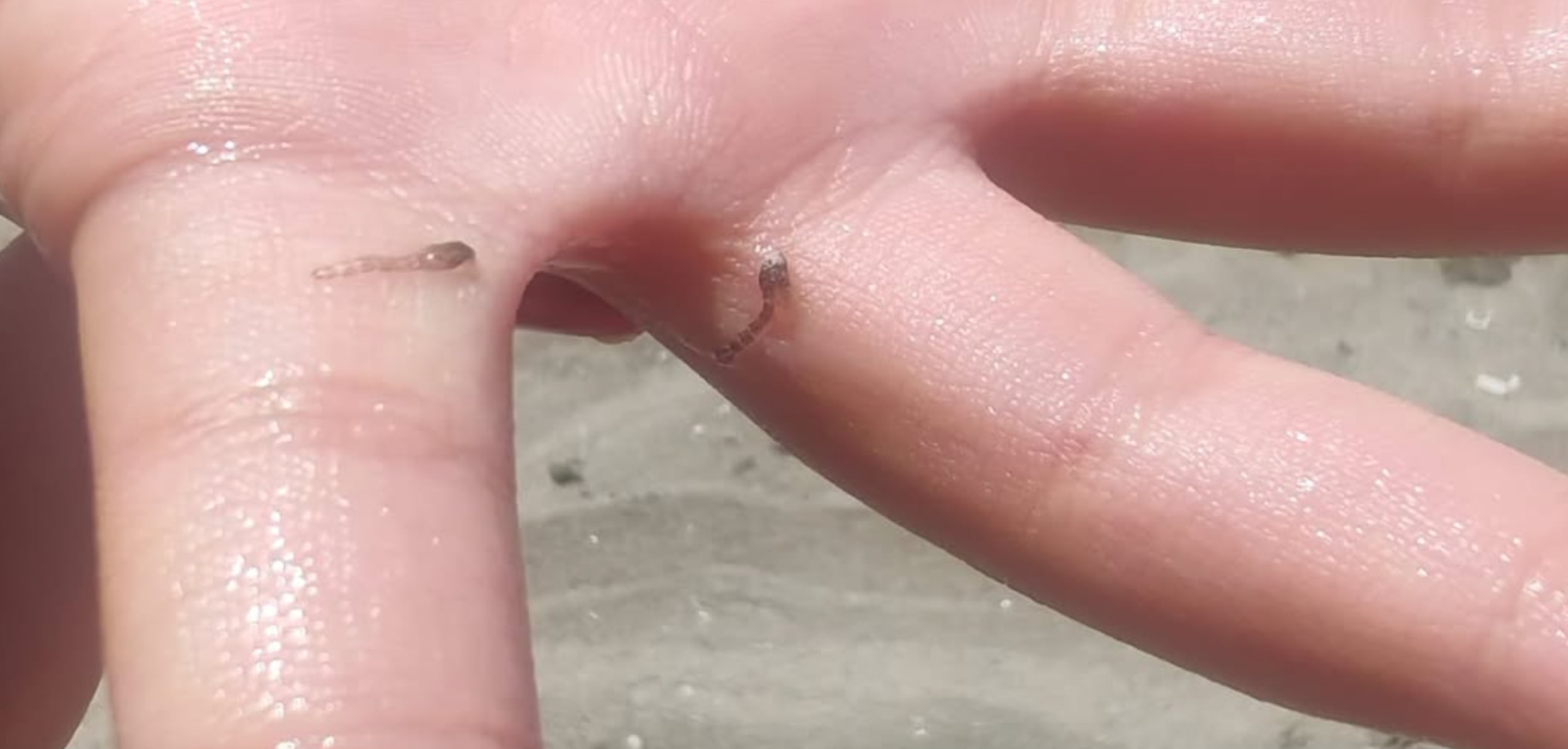 Vermi di mare e larve di pesce: cosa sono e se sono pericolosi per l'uomo