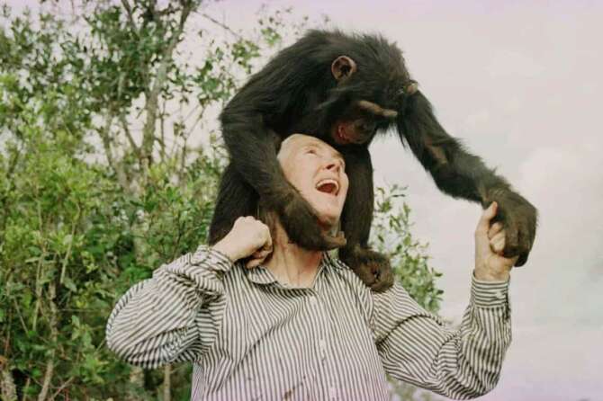 FILE – Jane Goodall plays with Bahati, a 3-year-old female chimpanzee, at the Sweetwaters Chimpanzee Sanctuary near Nanyuki, north of Nairobi, on Dec. 6, 1997. (AP Photo/Jean-Marc Bouju, File)