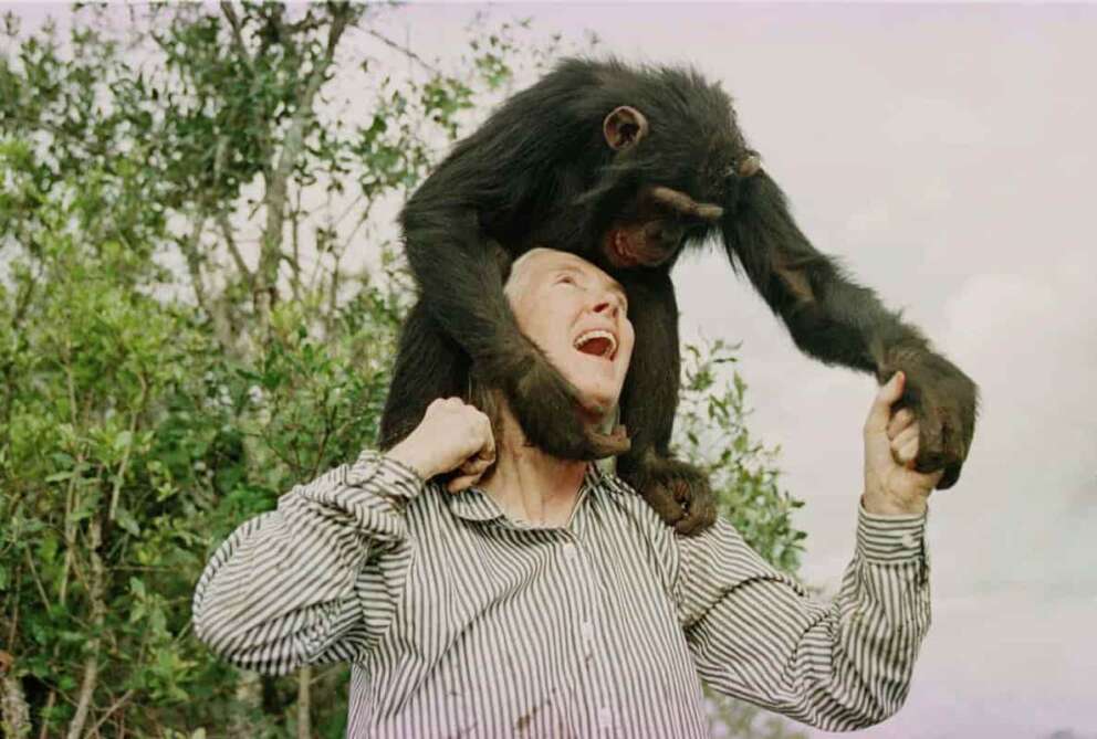 FILE – Jane Goodall plays with Bahati, a 3-year-old female chimpanzee, at the Sweetwaters Chimpanzee Sanctuary near Nanyuki, north of Nairobi, on Dec. 6, 1997. (AP Photo/Jean-Marc Bouju, File)