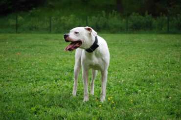 Esce per un’escursione e viene sbranata dai cani: cinque dogo argentini sequestrati per la morte di Lucia Tognela