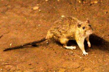 FILE – In this June 15, 2010 file photo, a rat wanders the subway tracks at Union Square in New York. (AP Photo/Frank Franklin II, File)