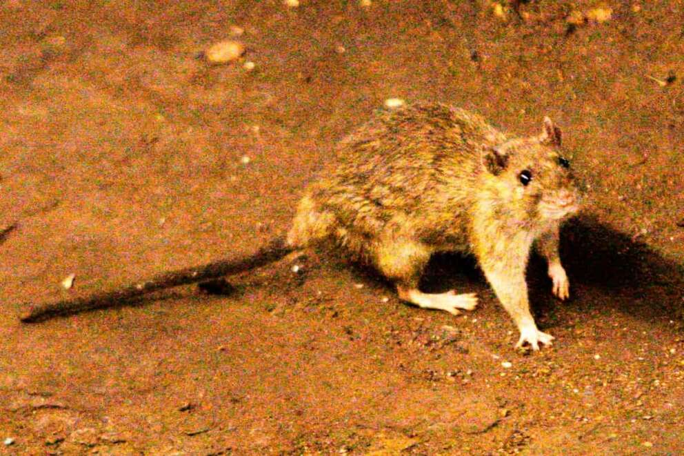 FILE – In this June 15, 2010 file photo, a rat wanders the subway tracks at Union Square in New York. (AP Photo/Frank Franklin II, File)