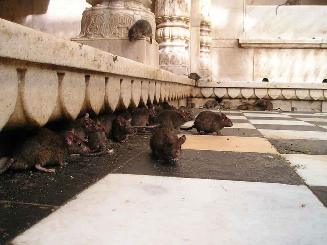 Tre morti sulla nave da crociera nell’Atlantico: sospetti casi di Hantavirus, cos’è il virus dei topi